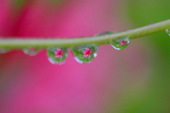 　　　水中花　1