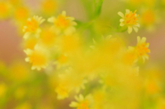 　　　花想い　1