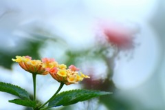 花写　(2　　ランタナ