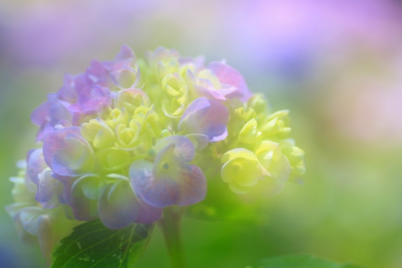 紫陽花の詩　1