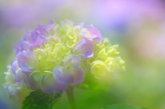 紫陽花の詩　1