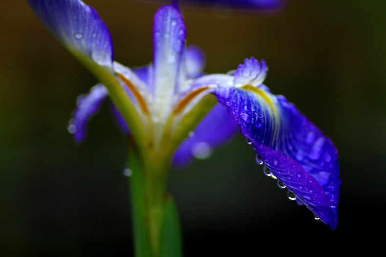 　　　雨のジュエリー