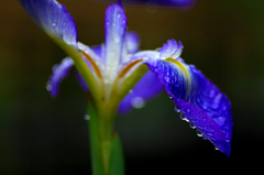 　　　雨のジュエリー
