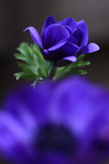 　　　花摘み　6