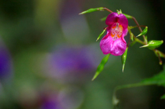 　　　道端に咲いて　　1