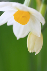 　　　花摘み　5