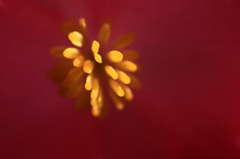 　　花芯