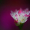 　　野辺の花　3
