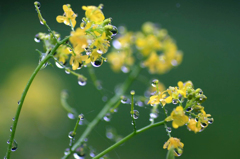 　　春の雨に　