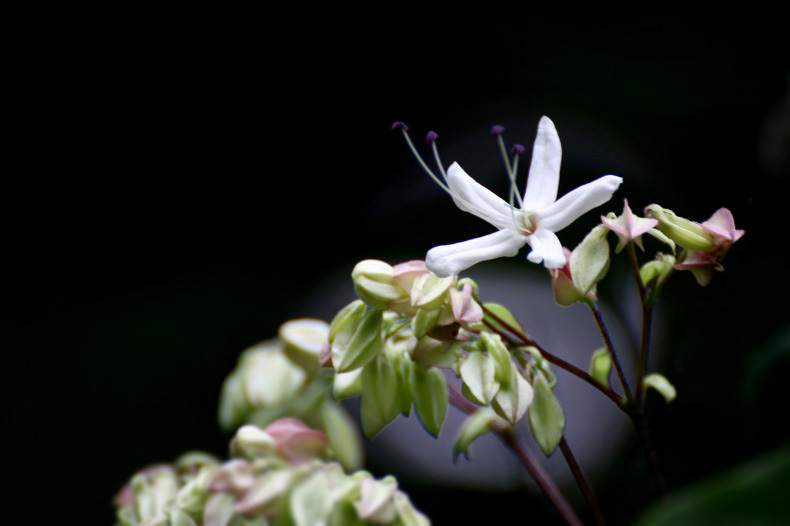 　　　山に咲いて　　1