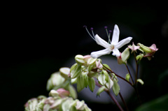 　　　山に咲いて　　1