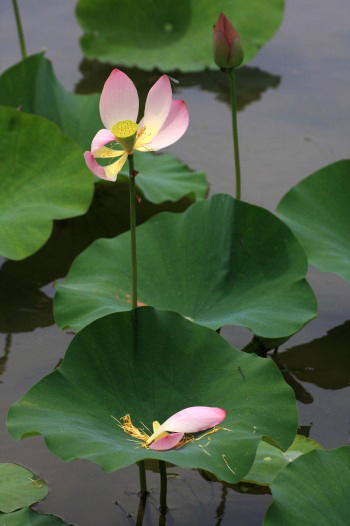 　　　花ハスの印象　3