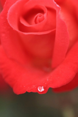 　　　薔薇雨情　　3