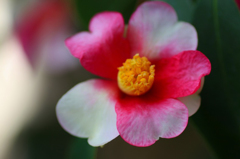 　　花摘み　3 