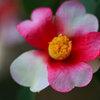 　　花摘み　3 