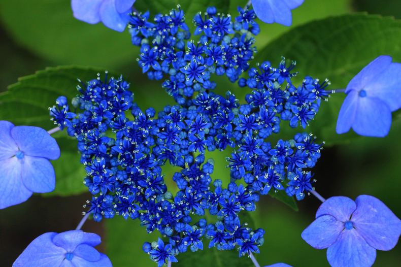 　　　あじさい花模様　2