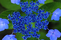 　　　あじさい花模様　2