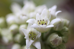 　　白き花