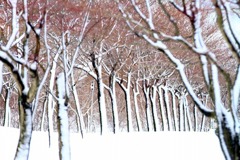氷結の樹林