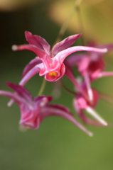 　　　花摘み　8