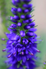 　　　花摘み　5
