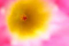 　　赤い花芯