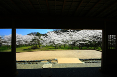 　　桜の園