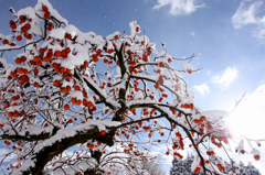 　　　雪柿　　4