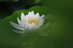 　　　想いを寄せる