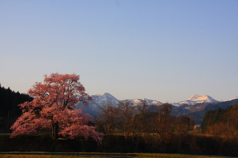 さくら 桜 櫻　(12