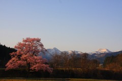 さくら 桜 櫻　(12