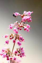 　　　花の歳時記　2