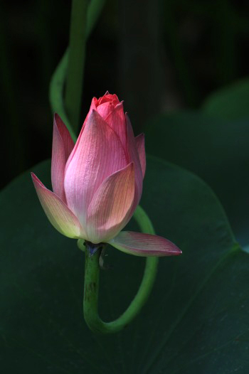 　　　花ハスの印象　4