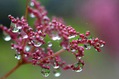 　　　雨の季節