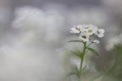 　　花便り　9