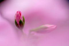 　　　春待つ蕾