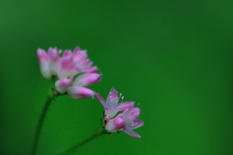 　　　野に咲いて　　3