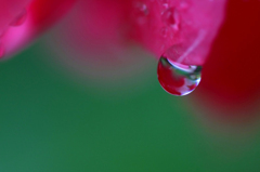 　　　花雫　　3