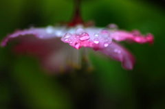 　　　花雫　