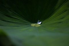 　　　水玉ひとつ