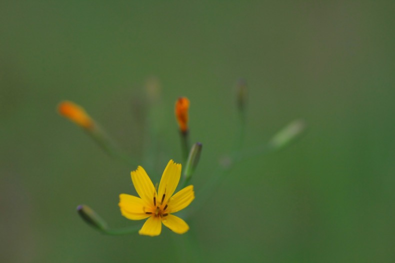 　　　花一輪　3