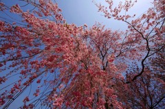 　　花のシャワー