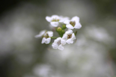 　　　花に囲まれて
