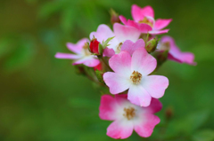 　　　秋薔薇咲いて　　1