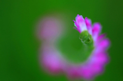 　　　花舞う