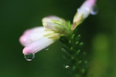 水玉の詩　(13