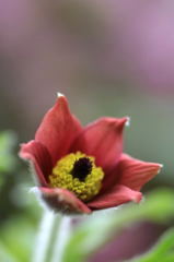 　　　花の歳時記　4
