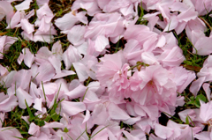 　　　桜残想　7