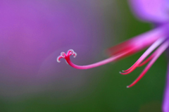 　　　花芯