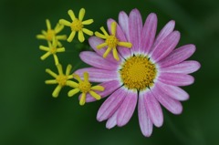 花写　(37
